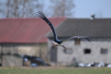 Bocian biały (Ciconia ciconia) lecący na tle rozmytych, wiejskich gospodarstw w słoneczny dzień, widok z boku, polska wieś © Joanna