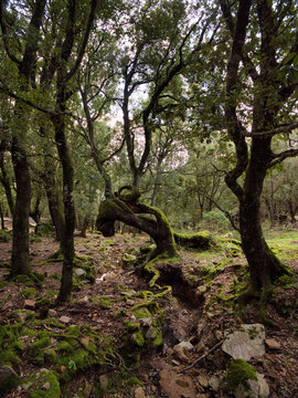 Un Bosco Incantato fiabesco nella bellissima Sardegna.