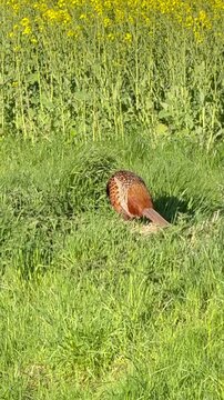 Fasanenpaar (Phasianus colchicus) im Rapsfeld &ndash; M&auml;nnchen putzt Gefieder, Henne tritt ins Bild - Fasan M&auml;nnchen putzt sich im Rapsfeld &ndash; Nat&uuml;rliche Wildlife-Szene mit Fokus auf Verhalten, Interaktion