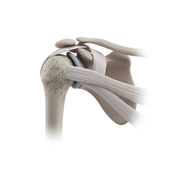 Medical illustration of the shoulder joint, showing bones and ligaments