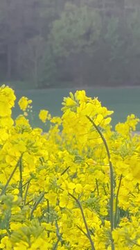 rape field in spring