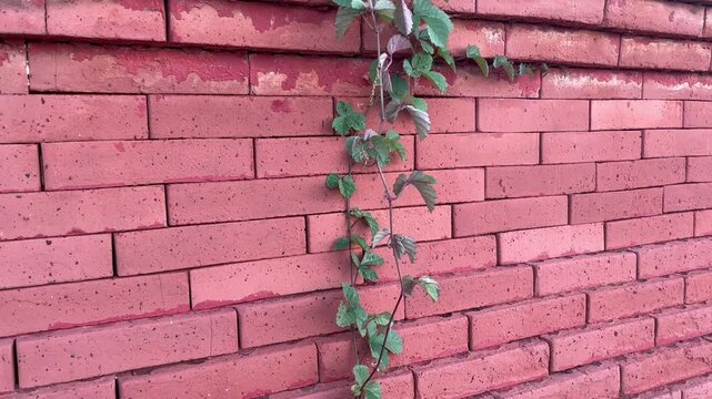 Green vine climbing on rustic red brick wall background