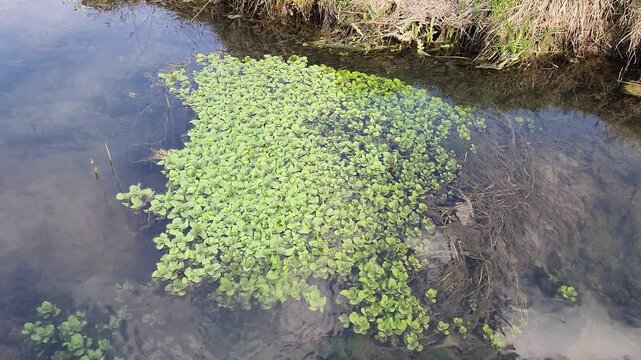 In a stream,  floating pennyworts (Hydrocotyle ranunculoides), an aquatic plant that spreads across the water surface forming dense mats, characterized by round green leaves with a distinctive central