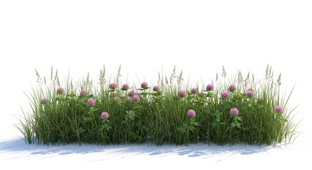 Blooming red clover and wild grass patch, vibrant meadow flowers on white background, natural garden greenery for landscape design © Sohail
