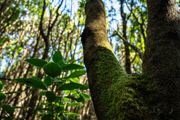Fototapeta premium Moss clings to a tree trunk, dappled by sunlight. Leaves shimmer in filtered forest light. Trees stand tall, framing a quiet woodland scene. Nature's green textures invite calm and reflection