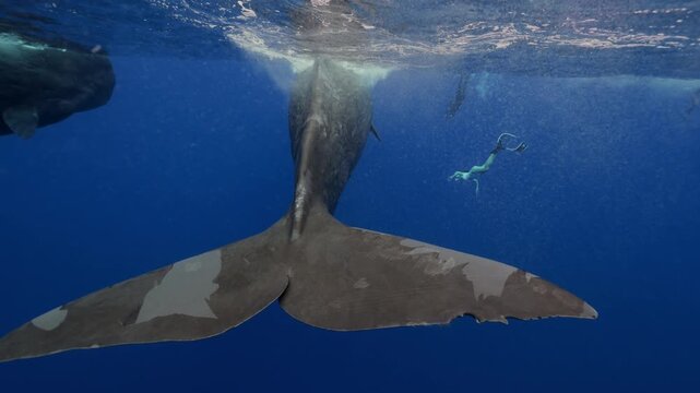 Two majestic sperm whales swim peacefully in deep blue ocean waters, side by side, in their natural marine habitat, captured underwater in stunning clarity and slow motion in the wild open sea