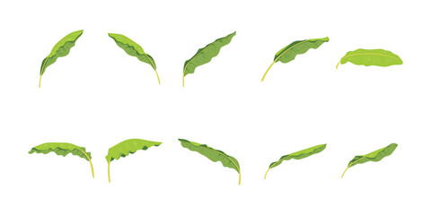 Green Banana Leaf Illustration © Irvan