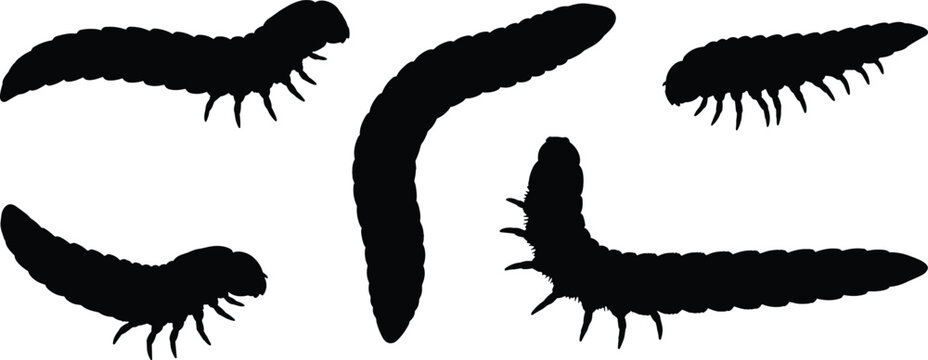 Glow worm vector illustrations. Silhouette designs of glow worms in various poses and shapes, perfect for nature and insect-themed designs.