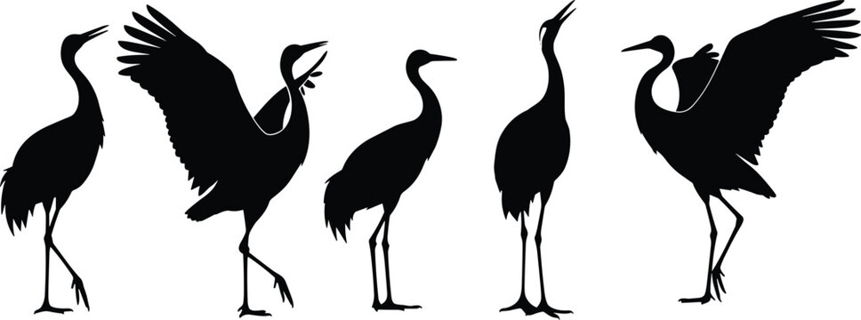 Crane birds vector set. Silhouette illustrations of crane birds in various poses, including flying and standing. Perfect for wildlife and nature-themed designs.