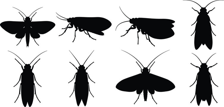 Caddisfly insect vector set. Silhouette illustrations of caddisflies in various poses and wing positions. Perfect for nature and educational projects.