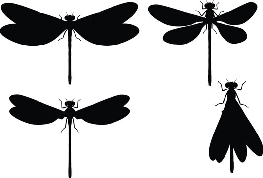 Damselfly insect vector illustrations. Silhouette designs showing damselflies with open wings in various angles. Perfect for nature and entomology-themed projects.