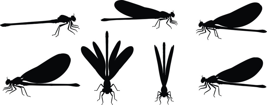 Damselfly vector set with detailed poses. Black silhouette illustrations of damselflies showing different wing positions. Ideal for nature and insect-themed designs.