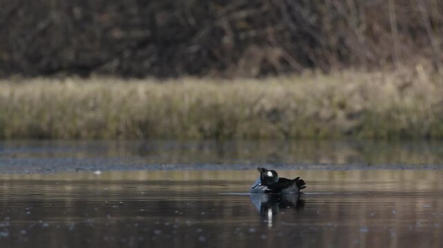 Telephoto shot of male common goldeneye floating upon Norwegian river