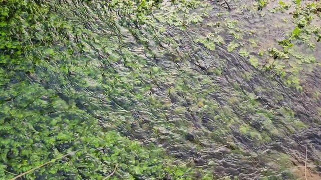 In a stream,  floating pennyworts (Hydrocotyle ranunculoides), an aquatic plant that spreads across the water surface forming dense mats, characterized by round green leaves with a distinctive central