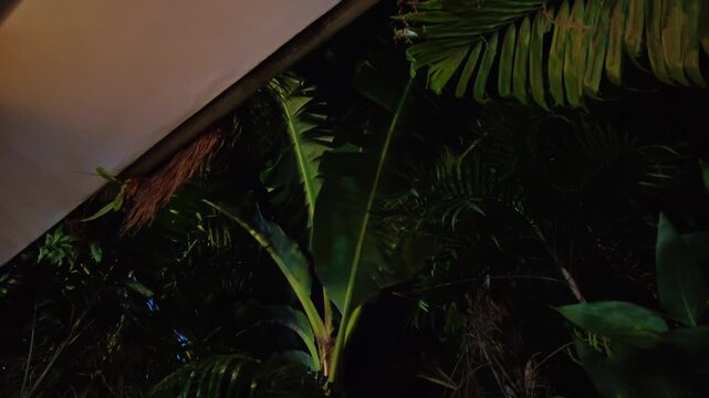 POV tilt up of an indoor garden at a house at night, Choroni, Aragua, Venezuela