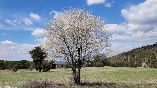 Wild blackthorn (Prunus spinosa), also known as sloe or &ccedil;akal eriği, a hardy shrub common in the windy highlands of the Phrygian Valley, recognized by its dense white blossom display appearing before 