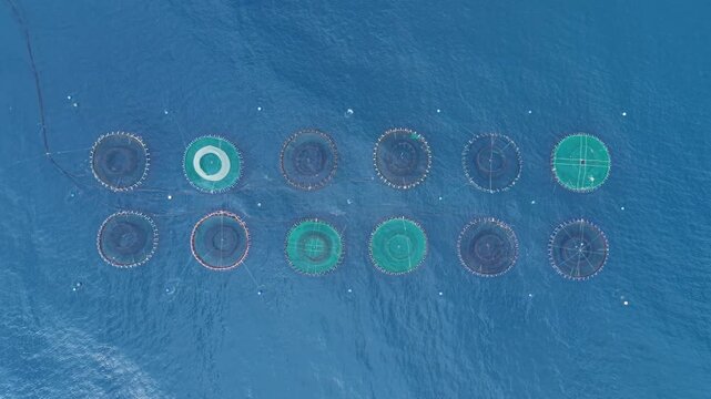 Top-down aerial view of offshore aquaculture fish farm with multiple circular net cages floating on blue Mediterranean Sea water off the coast of Spain