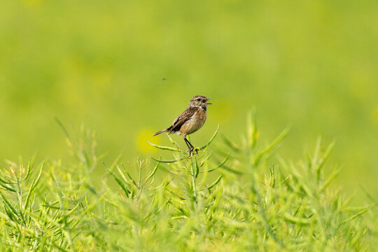 European Stonechat Female In Action