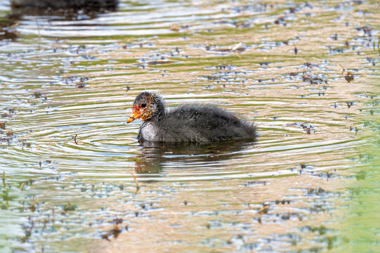 Eurasian Coot Chick Growing Up