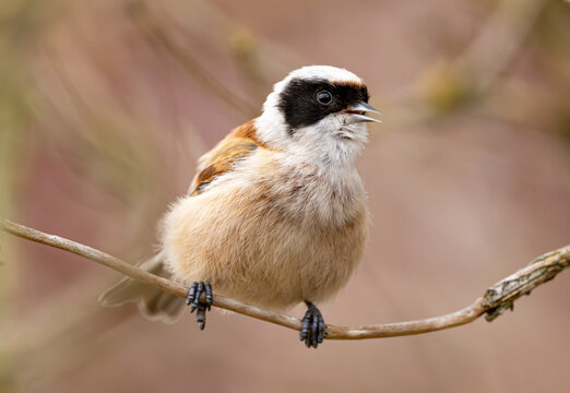 Eurasian Penduline Tit Bird