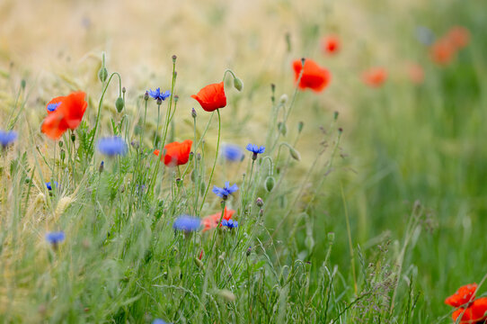 Beautiful Poppies And Cornflowers In The Field