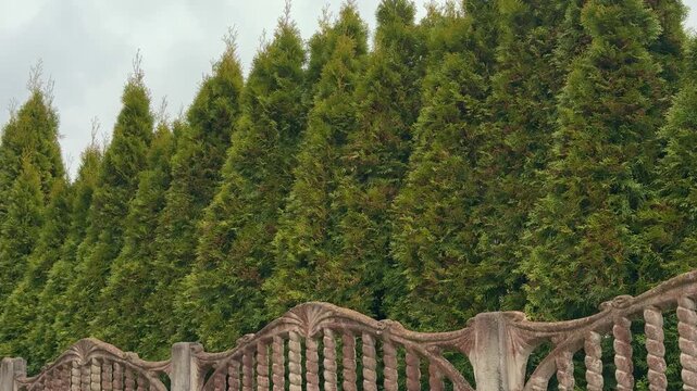 Tall green thuja trees behind fence lining park walkway on breezy spring day dense evergreen foliage creates natural privacy.