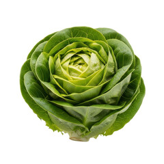 Fototapeta premium Fresh green romaine lettuce head close-up Transparent Background, png.