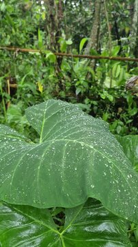 Fresh green taro leaf with many crystal clear water drops after rain in a lush tropical garden background