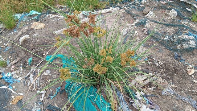 wildflowers grow abundantly and beautifully