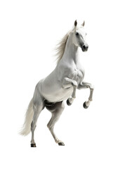 Fototapeta premium transparent andalusian stallion rearing dynamically on hind legs, powerful muscles highlighted by dramatic studio lighting, motion blur in the flowing mane against the bright white reflective
