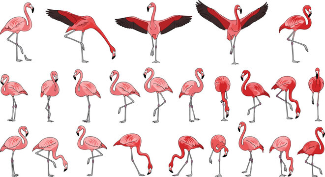 Large Set of Pink Flamingo Vector Illustrations in Various Poses for Tropical Summer Designs, Wildlife Education, Party Invitations, and Nature Branding