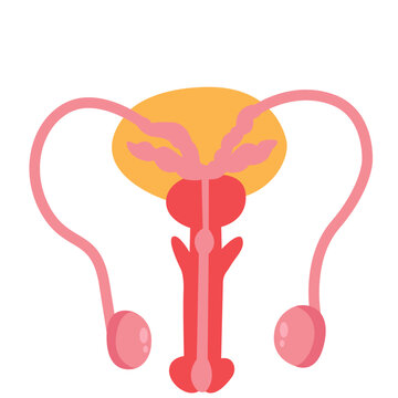 Male Reproductive System: A detailed illustration showcasing the anatomy of the male reproductive system, highlighting key organs and structures essential for reproductive health.