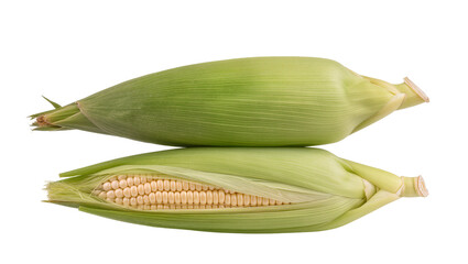 Fresh Green Corncobs Whole and Half Husked Showing Kernels © Pablo