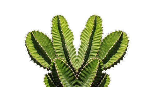 Green columnar cactus with sharp spines and areoles