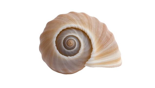 Cream beige spiral seashell with intricate texture and natural patterns
