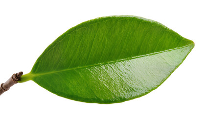 Obraz premium Vibrant Green Leaf with Brown Stem Detail