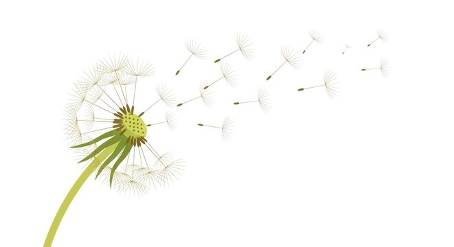 Delicate dandelion with seeds blowing in the wind, symbolizing nature, spring, and a fresh start against a white background.