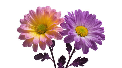 Fototapeta premium Bi-color Chrysanthemum Flowers with Green Centers and Dark Stems