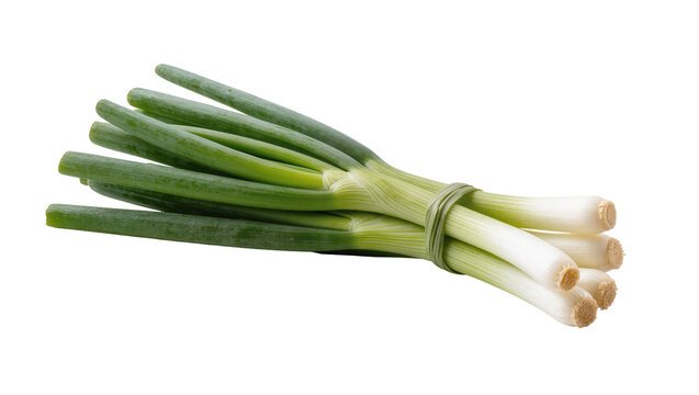 Bound Fresh Green Spring Onions with Root Ends