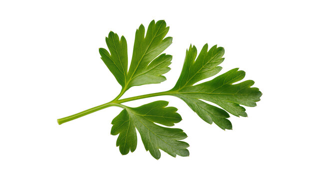 Vibrant green fresh parsley sprig with detailed leaves and stem