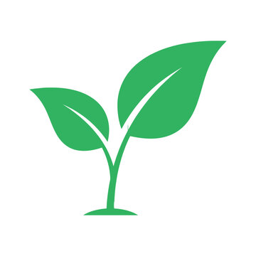 Green plant sprout growing from soil