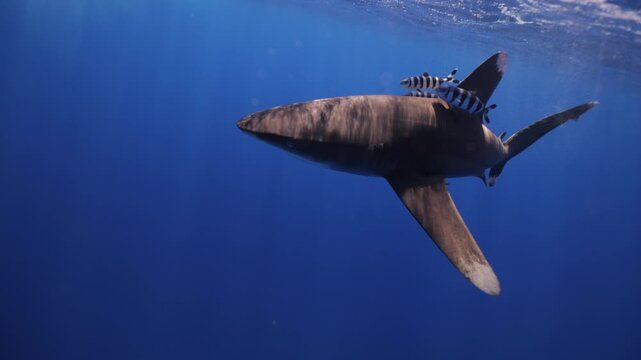 Underwater freediver and sperm whale. Two species meet in deep. Sperm whale and diver meet in open ocean under strict ethical guidelines. Responsible eco-tourism supports marine protection education.