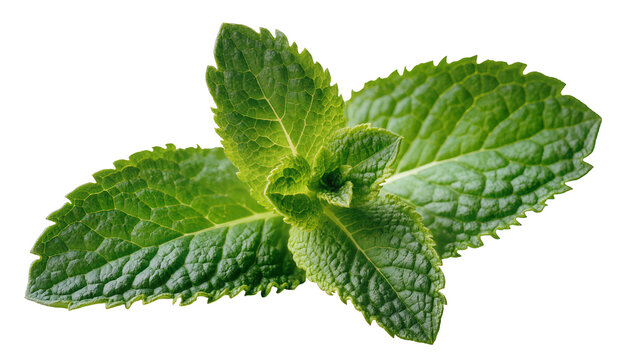 Fresh vibrant green Mint leaves close-up view
