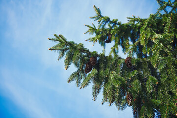 Świerk, Picea A. Dietr © Marcin Łazarczyk
