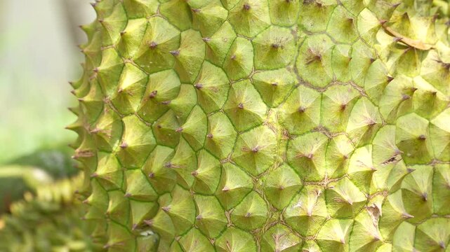 Gorgeous macro view of a ripening durian's spiky rind illuminated by sunlight. The sharp thorns and yellowish-green hue form a beautiful abstract pattern.