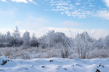 Obraz premium snow covered trees