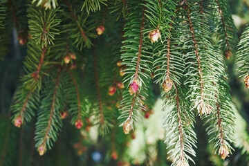 Świerk, Picea A. Dietr © Marcin Łazarczyk