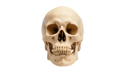 Human Skull Anatomy Model with Visible Teeth and Eye Sockets © Michal