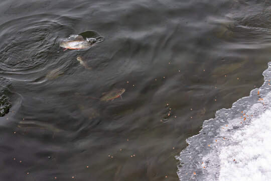 CANADA, 06 February 2026 : Fish feeding in icy waters