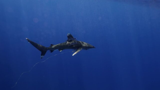 Oceanic whitetip shark escorted by remoras. Calm confident, shark moves gracefully through blue water, embodying beauty and danger of open-ocean ecosystems. Responsible eco-tourism support marine